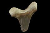 Fossil Shark (Cretoxyrhina) Tooth - Kansas #134845-1